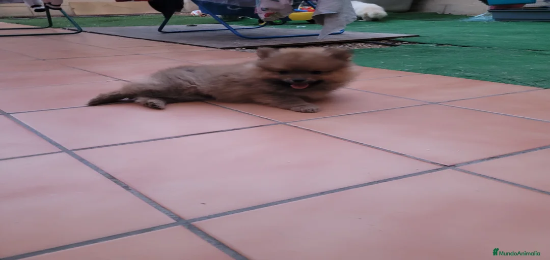 Imagen de galería {{count}}