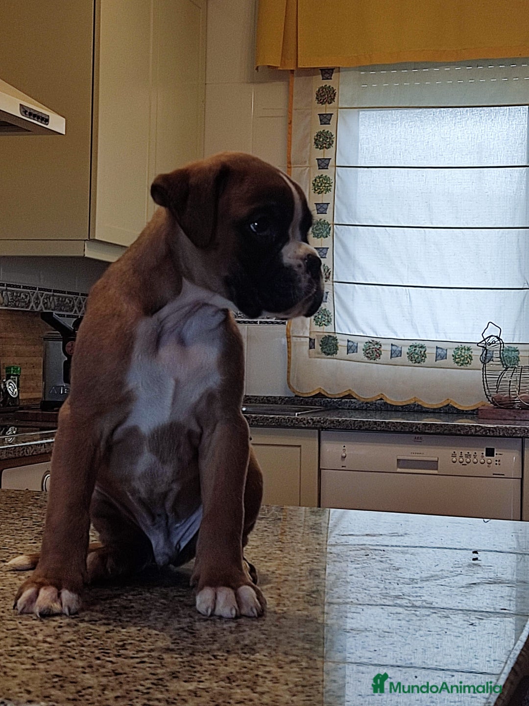 Boxer perros en venta: BOXER PONTEVEDRA - Anuncio 3