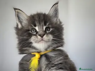 Maine Coon gatos Machito de Maine Coon con Pedigree - Anuncio 2