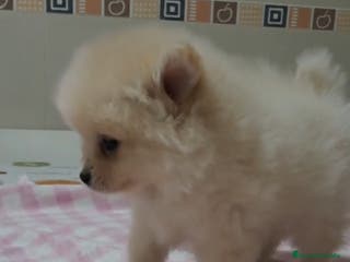 Pomerania perros Pomerania petit - Anuncio 1