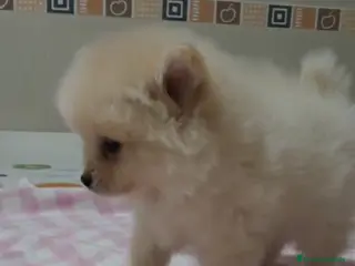 Pomerania perros Pomerania petit - Anuncio 7