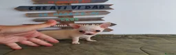 Chihuahua perros en venta: Chihuahua miniatura  - Anuncio 5
