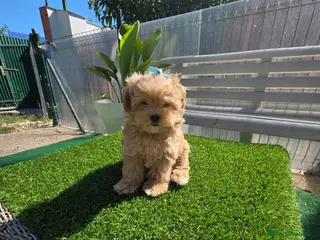 Maltipoo perros Maltipoo - Anuncio 3