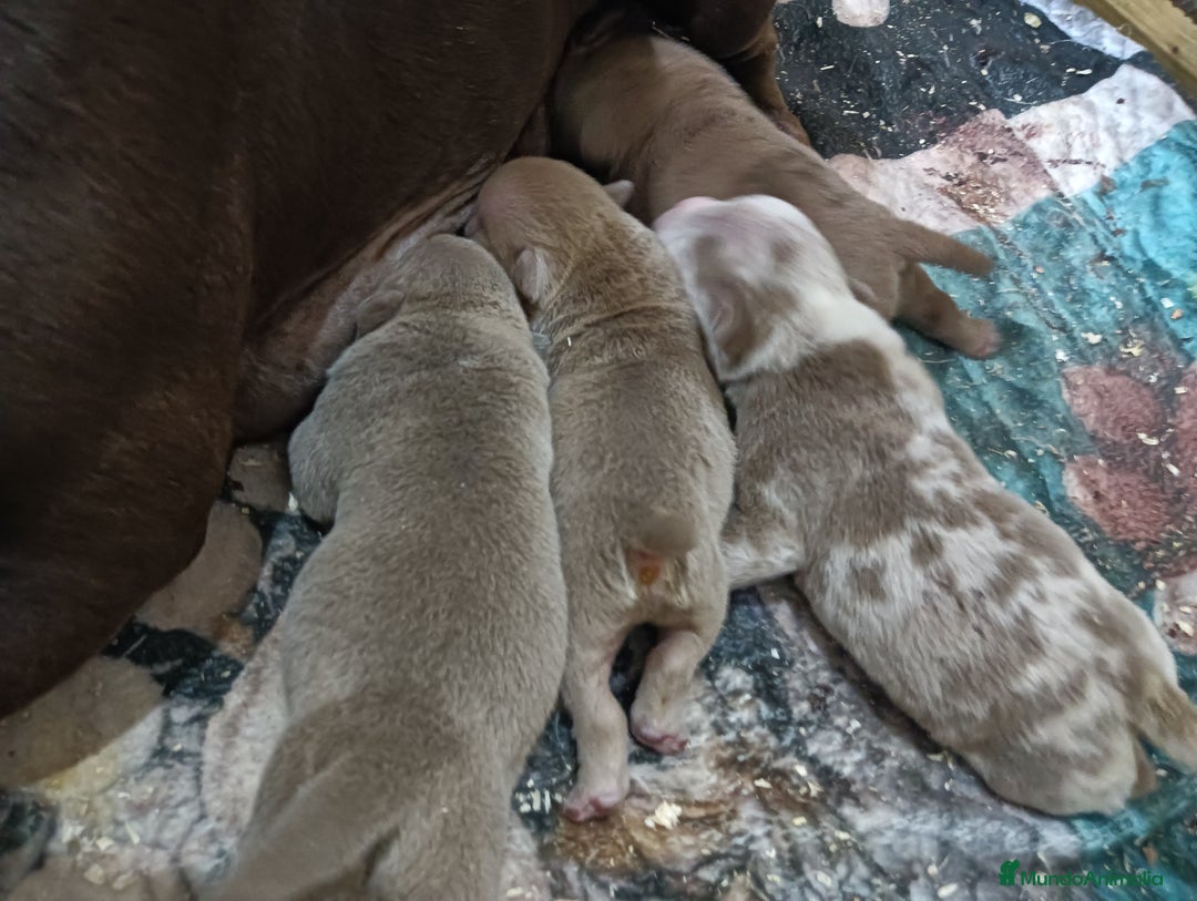 American Bully perros en venta: América bully micro exótico  - Anuncio 3