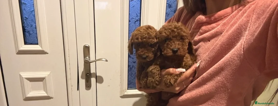 Caniche Toy perros en venta: Caniches hembras rojas  - Anuncio 2