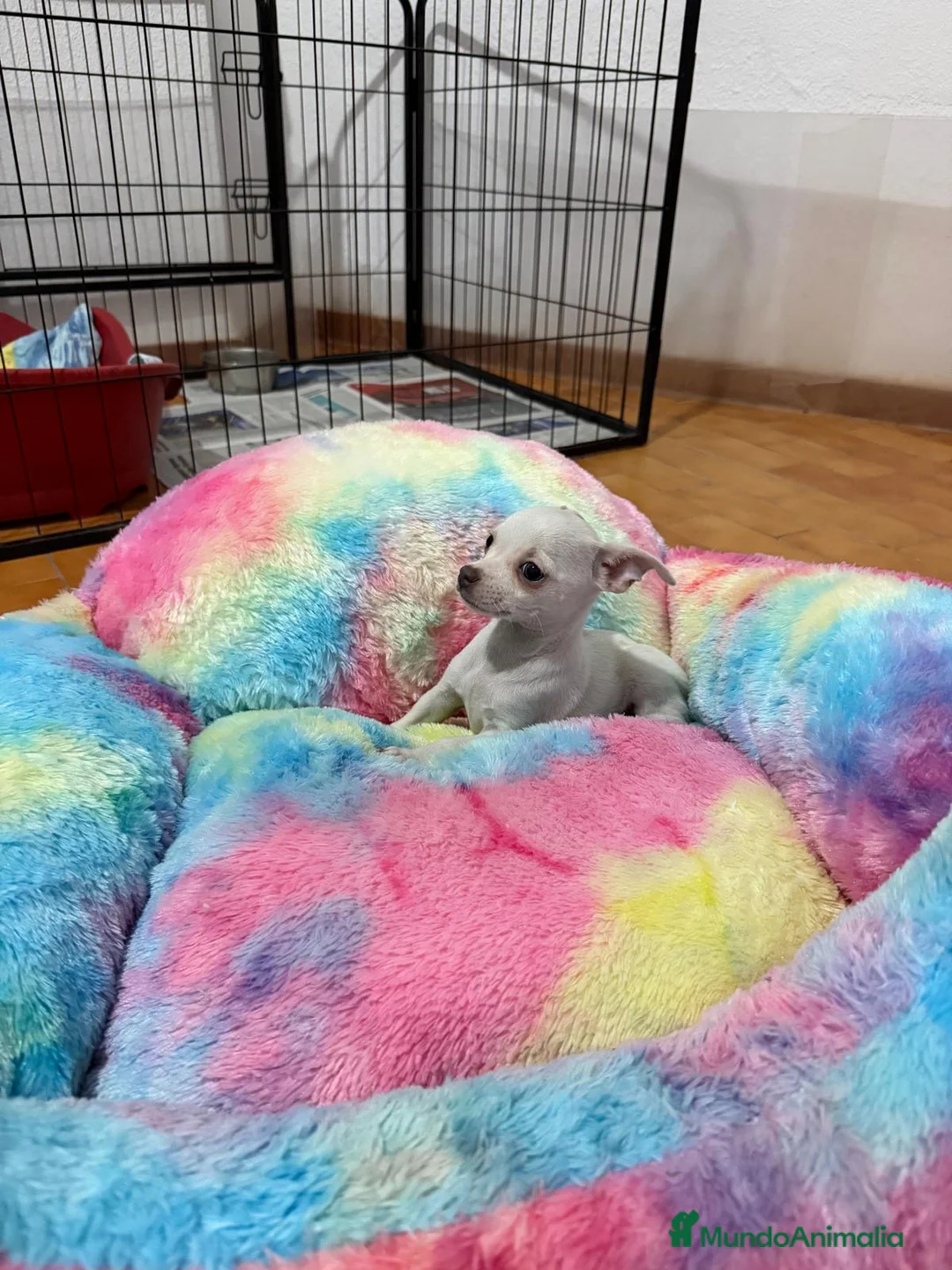 Chihuahua perros en venta: Chihuahua Blanco - Anuncio 2