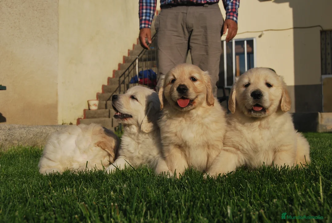 Golden Retriever perros en venta: Cachorros de Golden retriever en Madrid - Anuncio 4