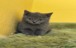 Británico de Pelo Corto Azul gatos en venta: British Shorthair  - Imagen 3