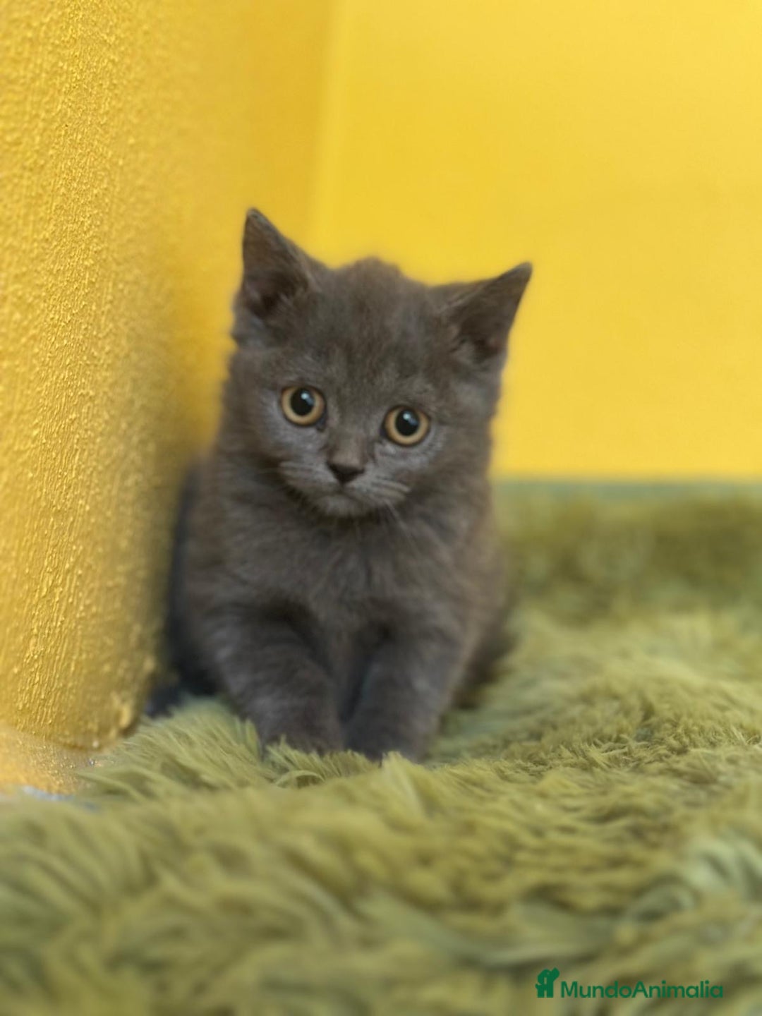 Británico de Pelo Corto Azul gatos en venta: British Shorthair  - Imagen 3
