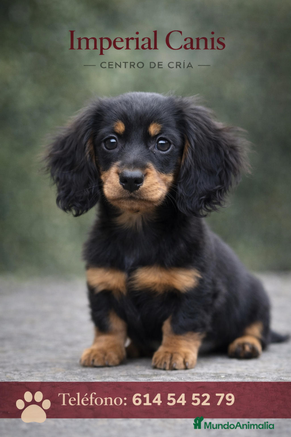 Teckel perros TECKEL PELO LARGO , NEGRO FUEGO ❤️‍🔥 - Anuncio 2