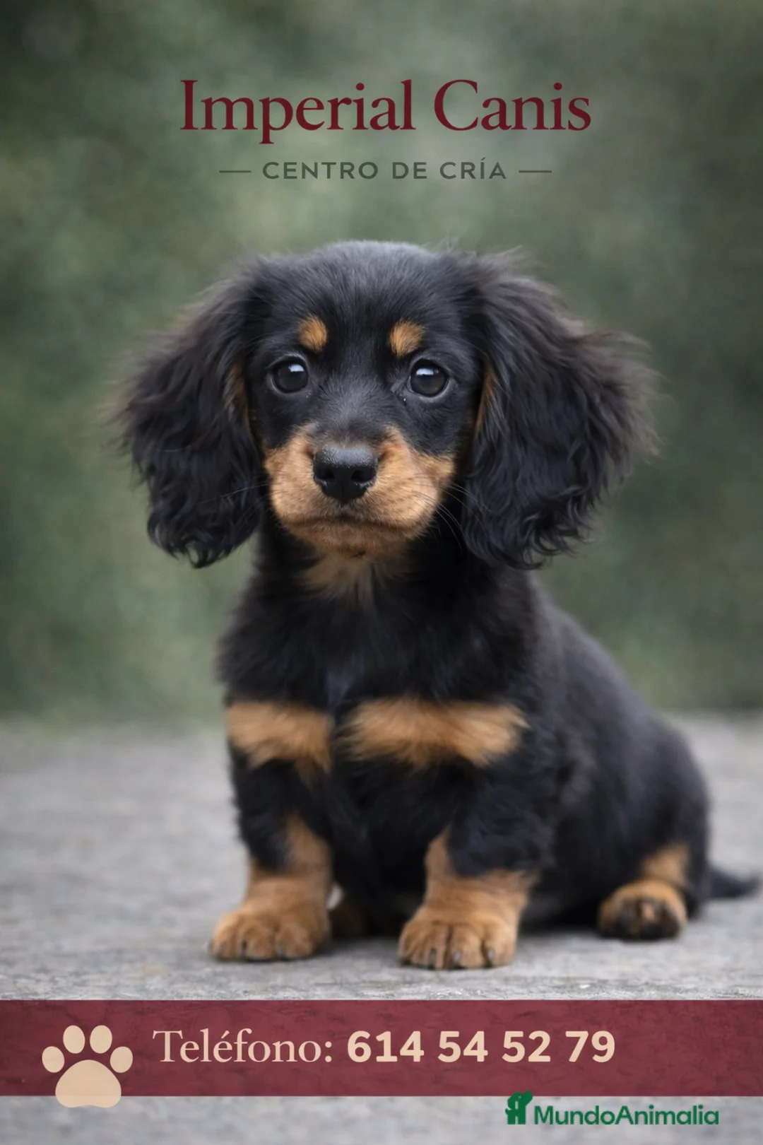 Teckel perros en venta: TECKEL PELO LARGO , NEGRO FUEGO ❤️‍🔥 - Anuncio 1