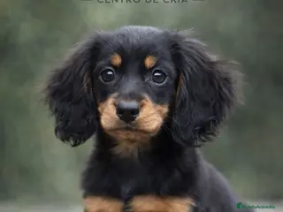 Teckel perros TECKEL PELO LARGO , NEGRO FUEGO ❤️🔥 - Anuncio 2