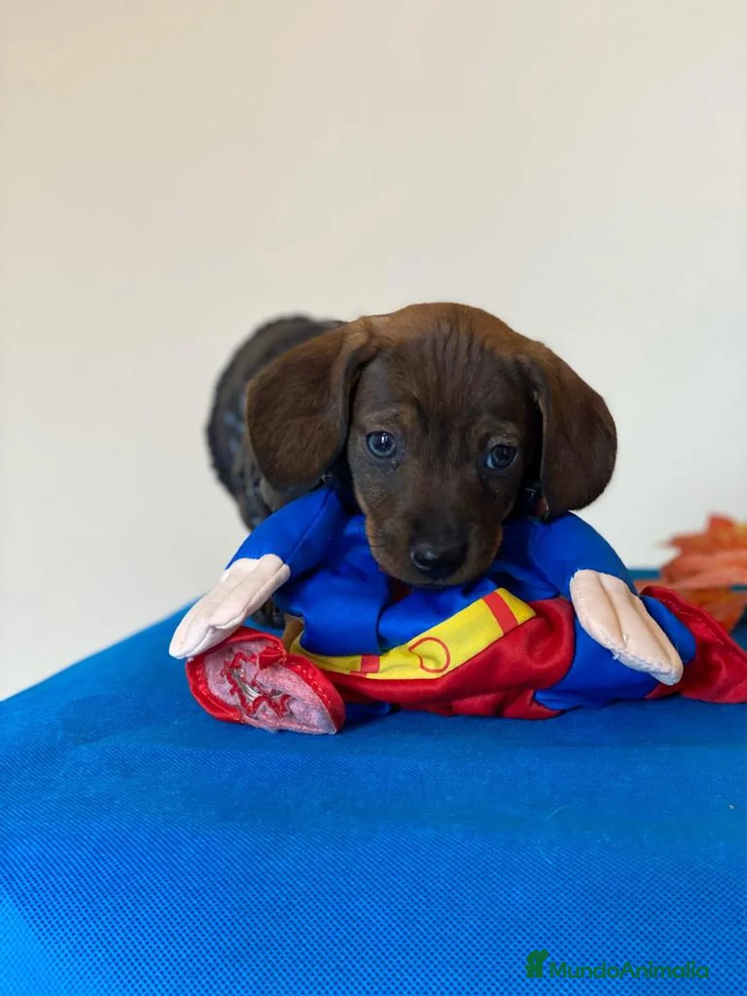 Teckel Miniatura perros en venta: Teckel miniatura ( DISPONIBLES )  en Ciudad Real - Anuncio 8