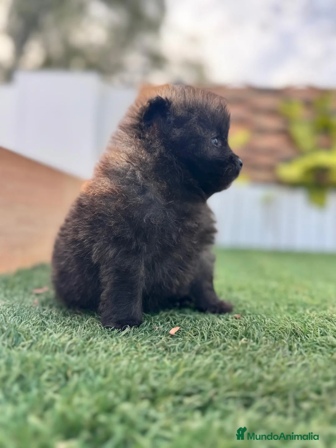 Pomerania perros en venta: POMERANIA MACHO - Anuncio 1