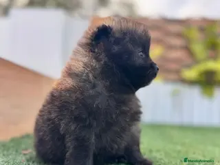 Pomerania perros POMERANIA MACHO - Anuncio 1