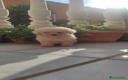 Caniche Toy perros en venta: CANICHES TOYS CALIDAD Y SELECCIÓN  - Imagen 8