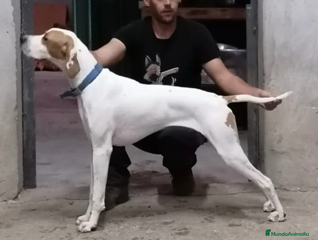 Pointer perros en venta: Pointer inglés CARABY  en Alicante - Anuncio 10