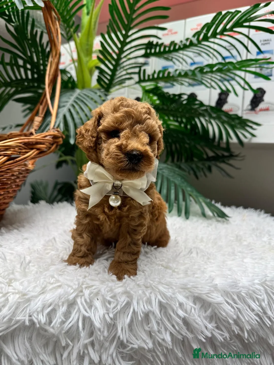 Caniche Toy perros en venta: CANICHE TOY - Anuncio 2