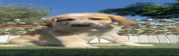 Mastín Español perros en venta: MASTIN-LISTO PARA ENTREGAR - Anuncio 4