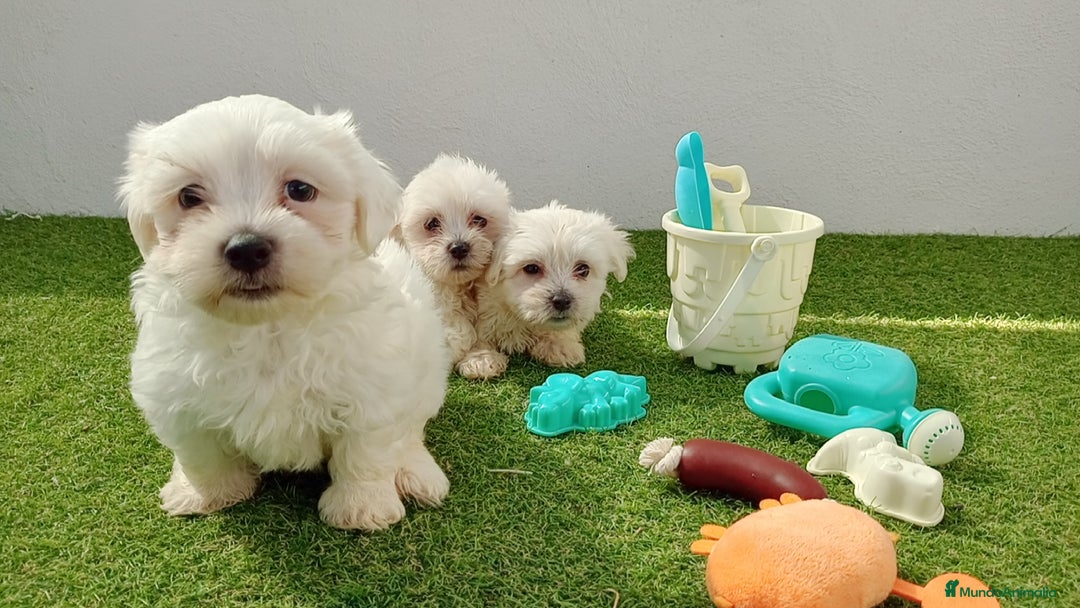 Bichón Maltés perros en venta: Bichón maltes - Imagen 2