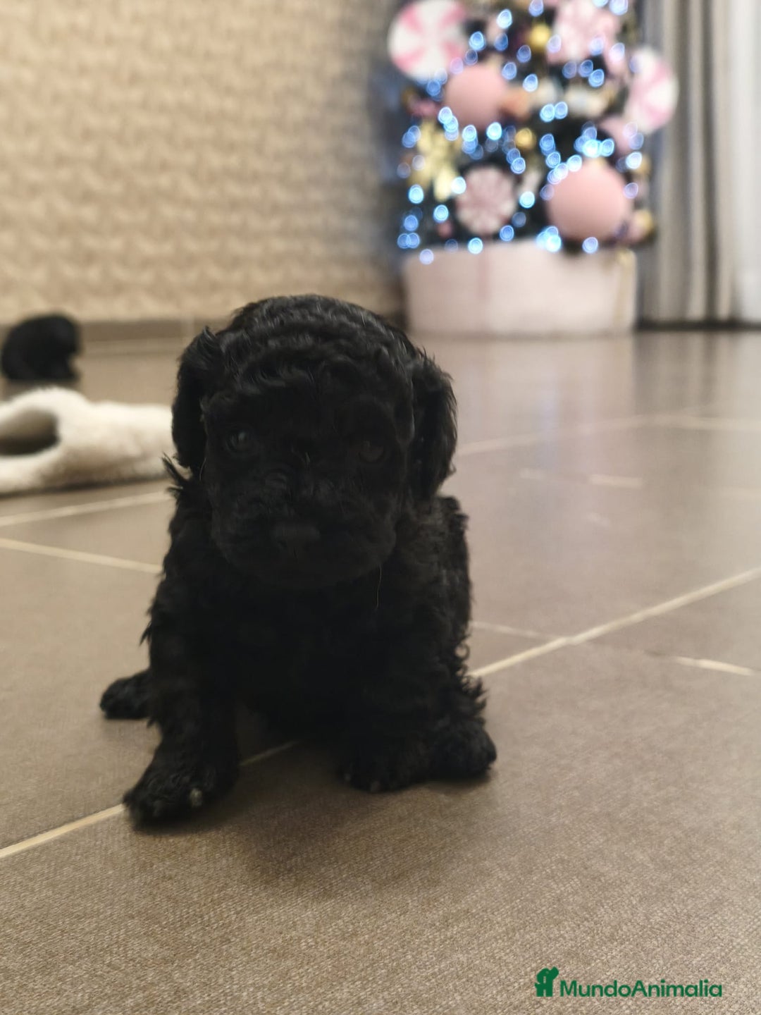 Caniche Toy perros en venta: Espectacular hembra - Anuncio 5