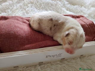 Pastor Australiano perros - Anuncio 2