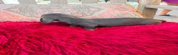 Teckel Miniatura perros en venta: Teckel kaninchen  - Anuncio 11