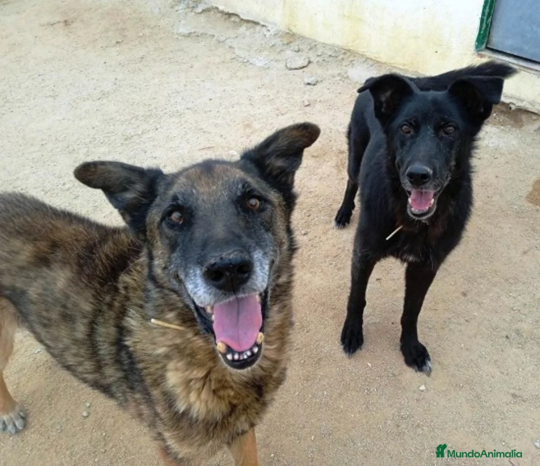 Raza Mixta perros en adopcion: BANDI, EN ADOPCIÓN en Madrid - Anuncio 2
