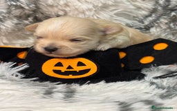Maltipoo perros en venta: Maltipoo Machos  - Imagen 5
