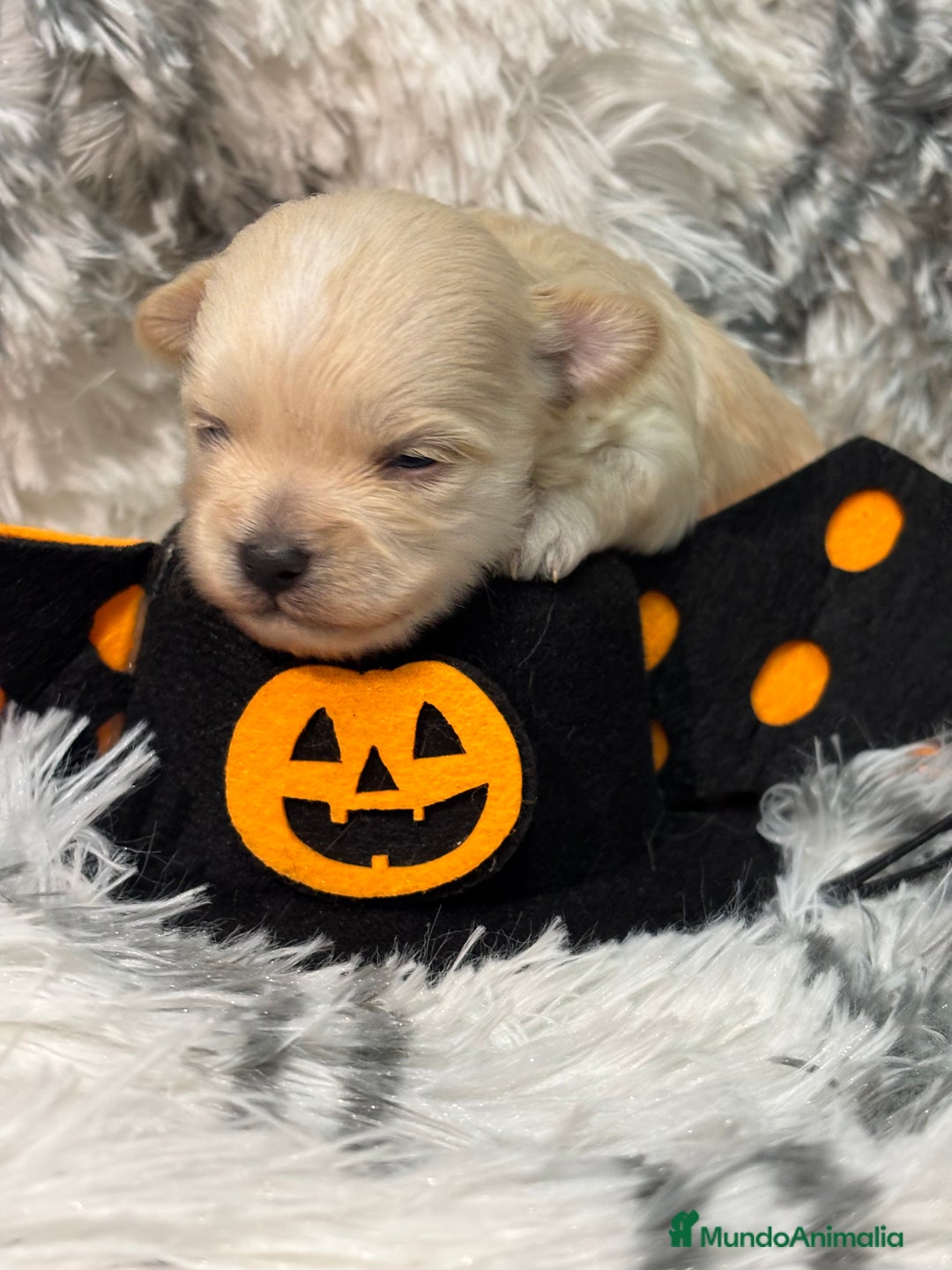 Maltipoo perros en venta: Maltipoo Machos  - Imagen 5