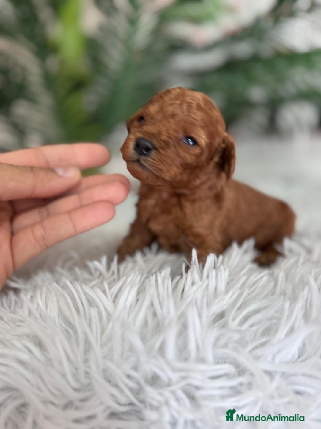 Caniche Toy perros en venta: CANICHE TOY ROJO - Anuncio 10