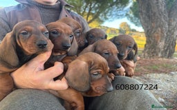 Teckel perros en venta: Teckel pelo corto - Imagen 2