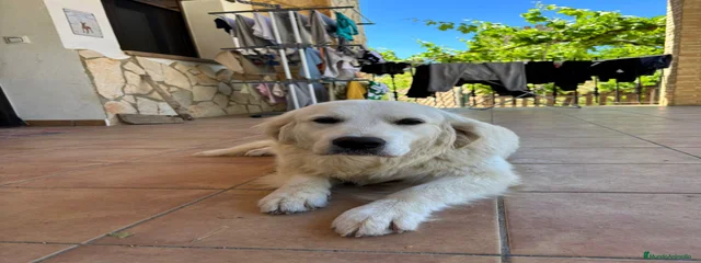 Lúa