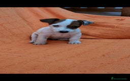 Jack Russell Terrier perros en venta: precioso cachorro de jack Ruser macho - Imagen 2