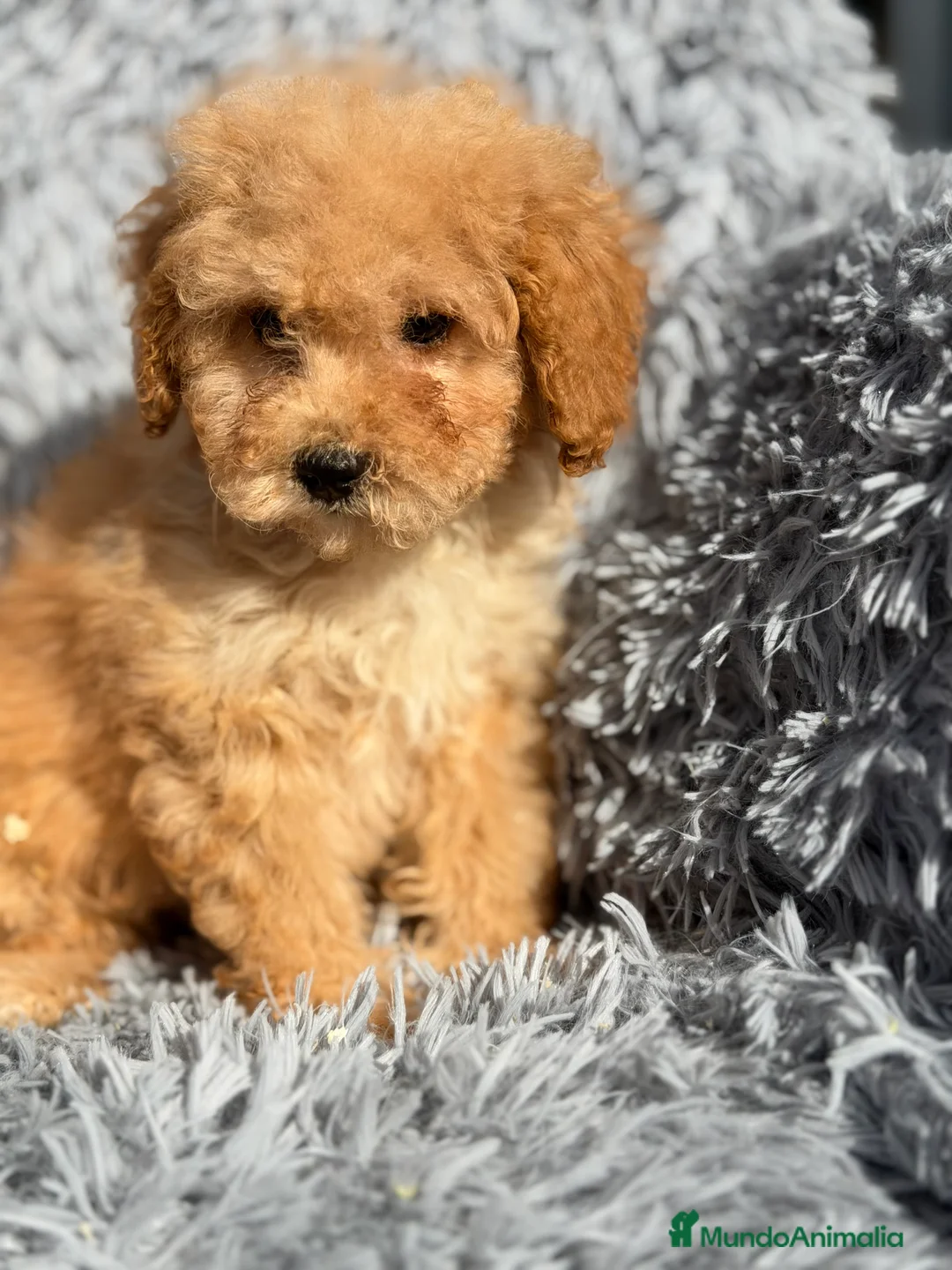 Maltipoo perros en venta: Maltipoo macho Toy  - Anuncio 1