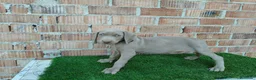 Otras razas perros en venta: Disponible bracos de weimar  - Anuncio 5