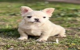 Bulldog Francés perros en venta: Bulldog. Pelo largo ( fluffy)  en Barcelona - Imagen 1