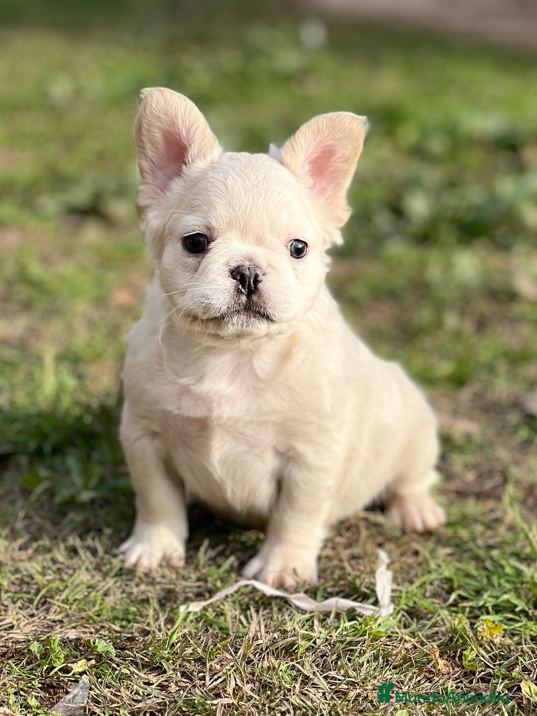 Bulldog Francés perros en venta: Bulldog. Pelo largo ( fluffy)  en Barcelona - Imagen 1