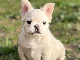 Bulldog Francés perros en Barcelona - Anuncio 17