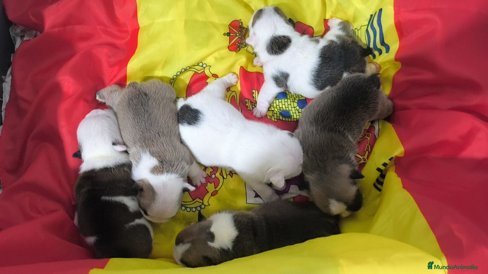 Bulldog Inglés perros Bulldog ingles de Calidad  - Anuncio 1