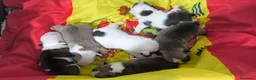 Bulldog Inglés perros en venta: Bulldog ingles de Calidad  - Anuncio 1