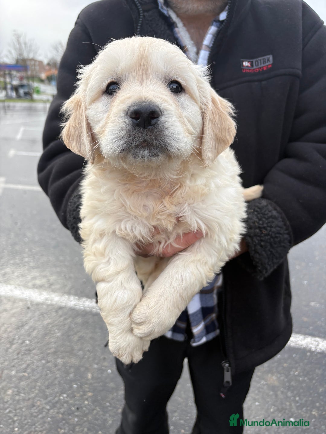 Golden Retriever perros en venta: Golden Retriever un lujo de cachorro - Anuncio 11