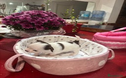 Chihuahua perros en venta: Chihuahua de pelo largo  - Imagen 1