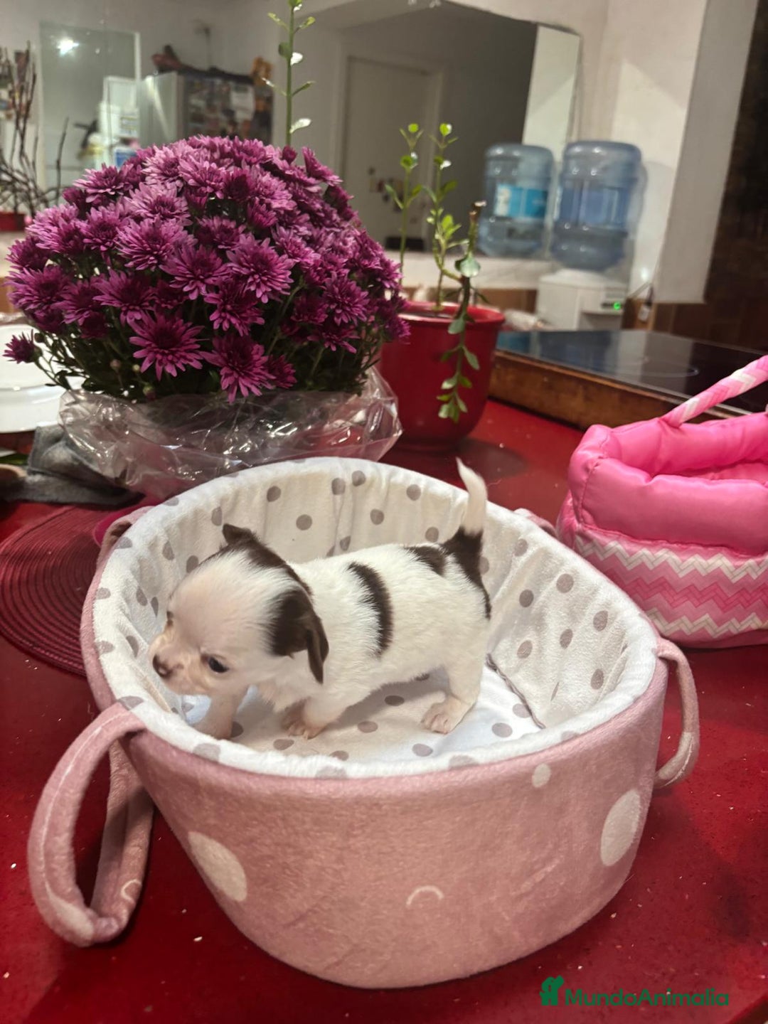 Chihuahua perros en venta: Chihuahua de pelo largo  - Imagen 1