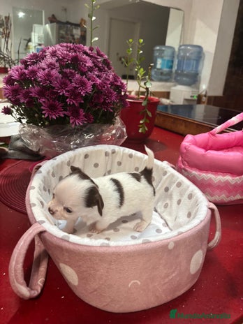 Chihuahua perros - Anuncio 1