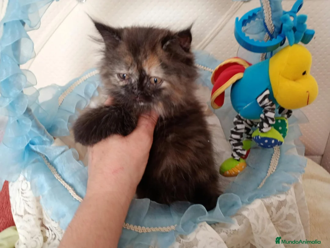 Himalayo gatos en venta: Imponible gatito perse malayo - Anuncio 2
