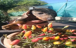 Teckel Miniatura perros en venta: Macho de Teke  - Anuncio 3