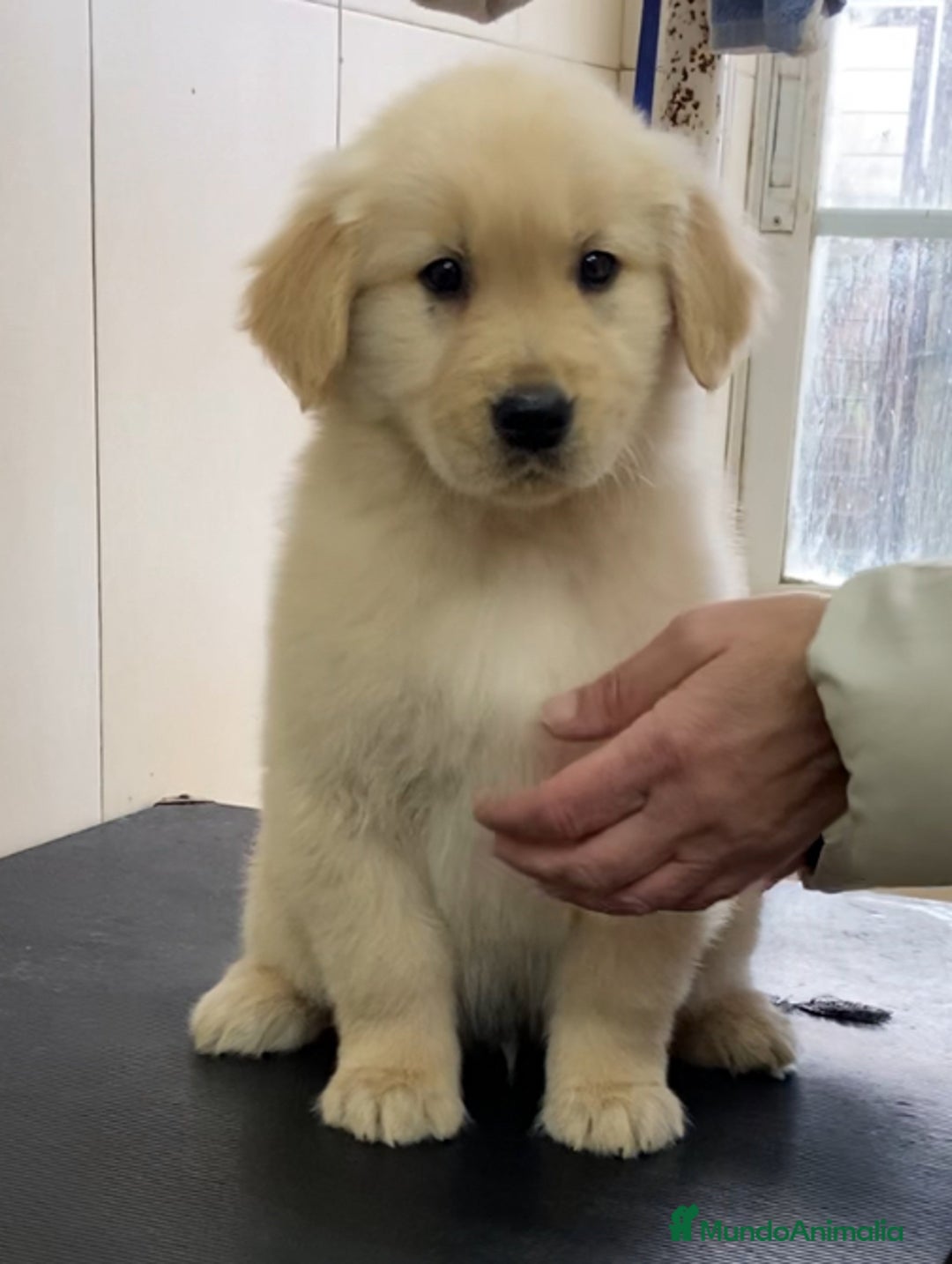 Golden Retriever perros en venta: Golden americano  - Anuncio 5