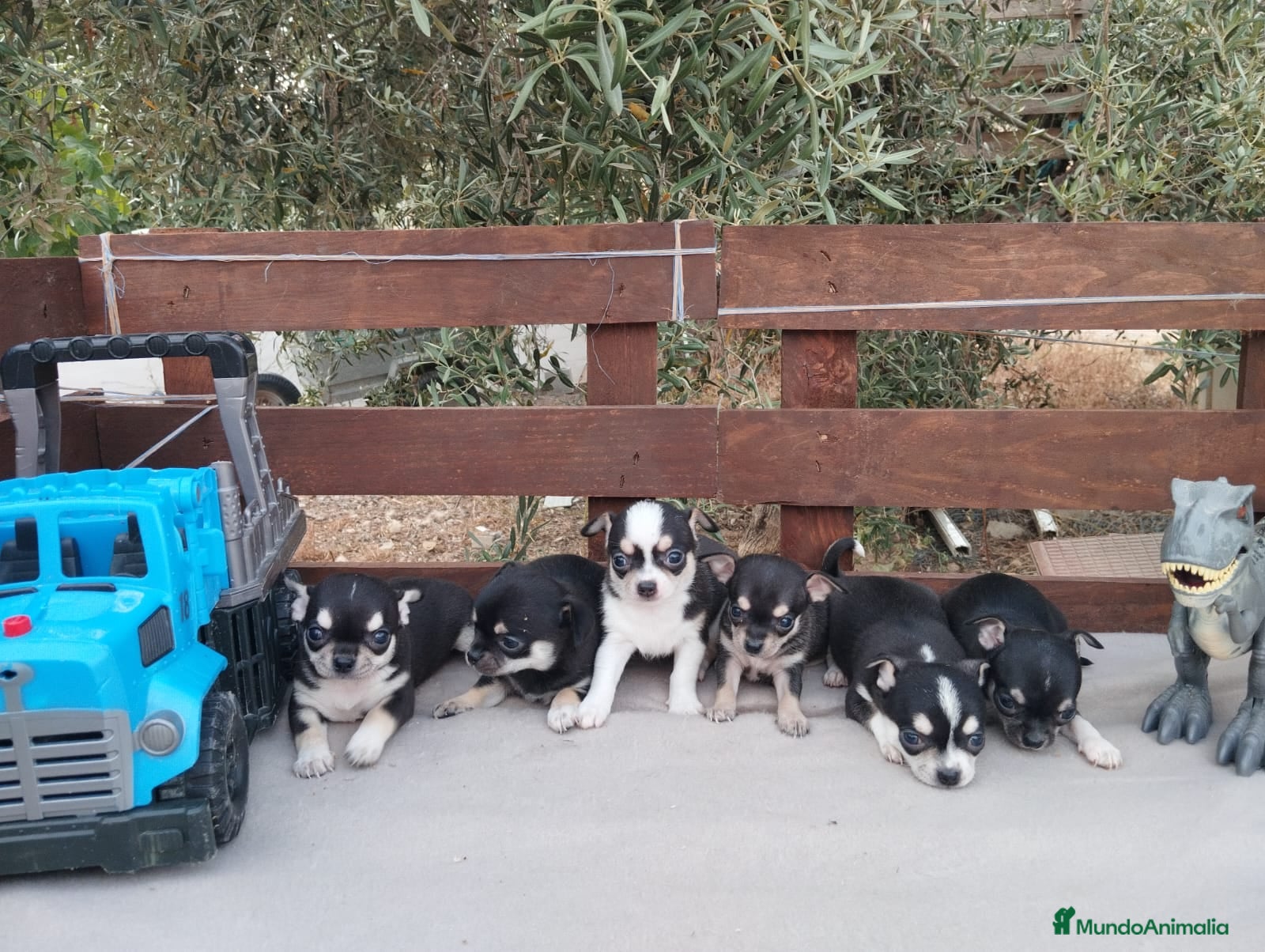 Chihuahua perros Gran Camada diminuta de CHIHUAHUAS TOYS CABEZA 🍏 - Anuncio 2