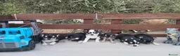 Chihuahua perros en venta: Gran Camada diminuta de CHIHUAHUAS TOYS CABEZA 🍏 - Anuncio 2
